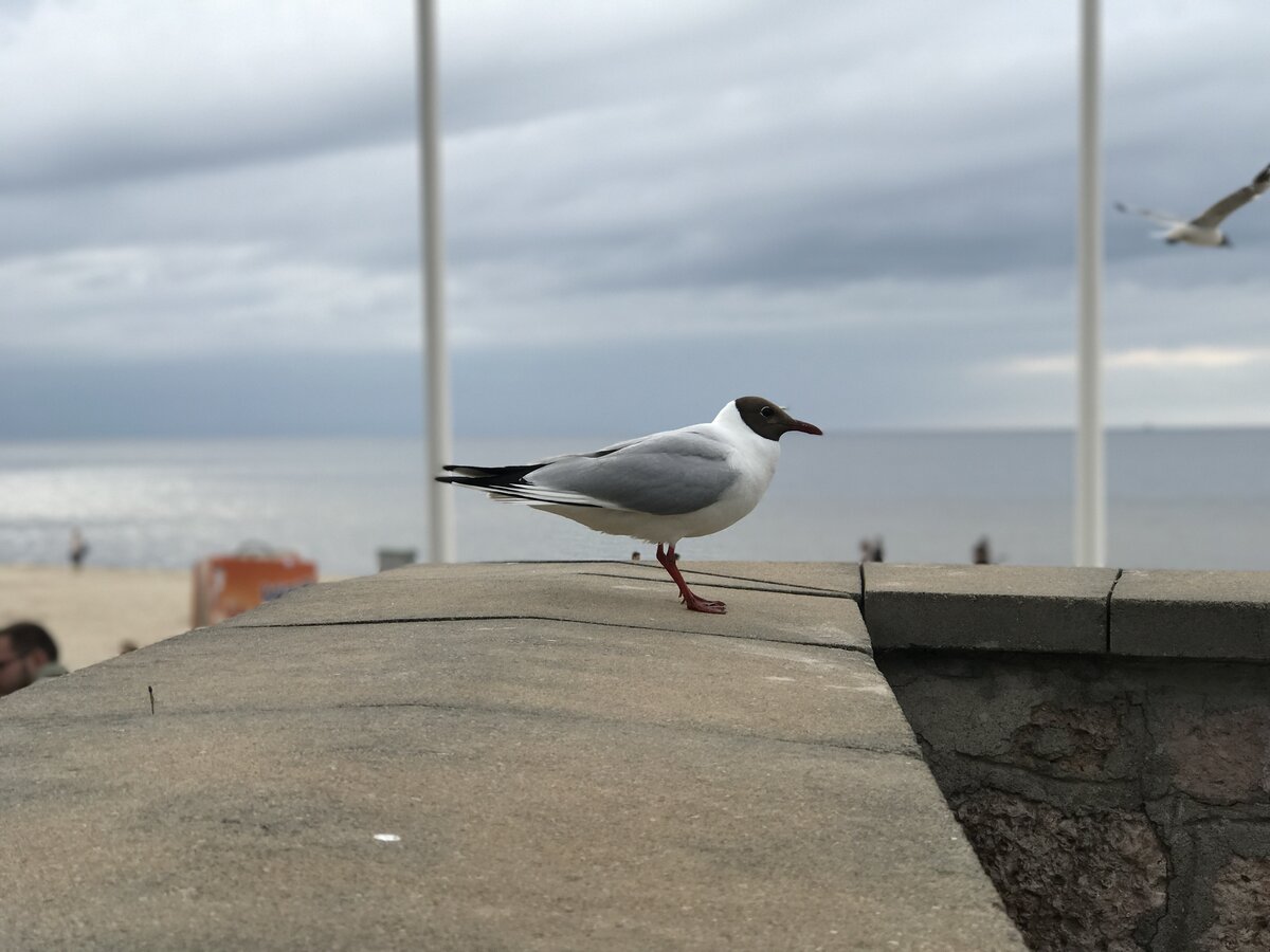 Забег в Латвии был очень сложным из-за поверхности - рыхлых песок с хвоей