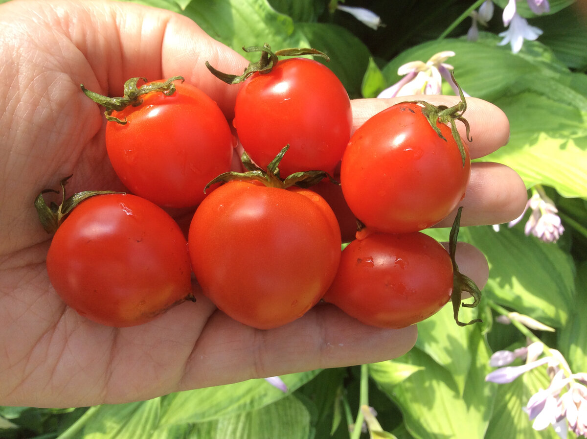 Хоста. Поцелуй Герани.Рудбе