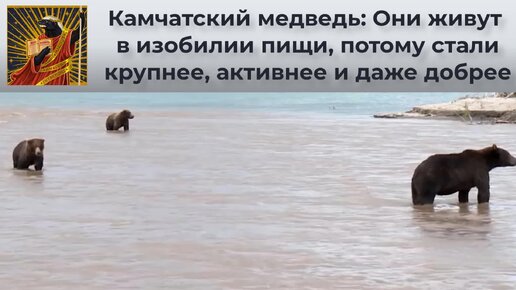 Камчатский медведь: Они живут в изобилии пищи, потому стали крупнее, активнее и даже добрее | Видео 🎥