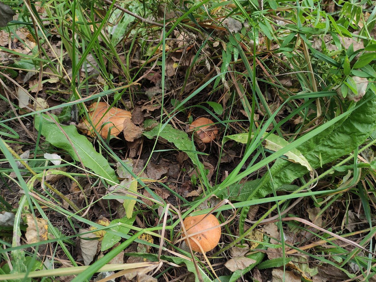 Подосиновики росли кучно