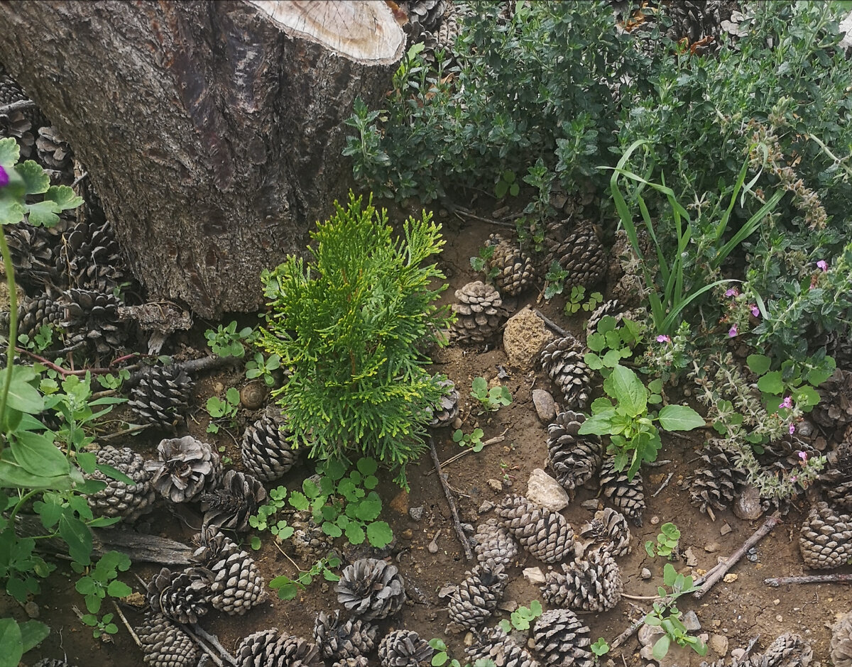 Шаровидная туя, с середины лета выросла на 7-8см