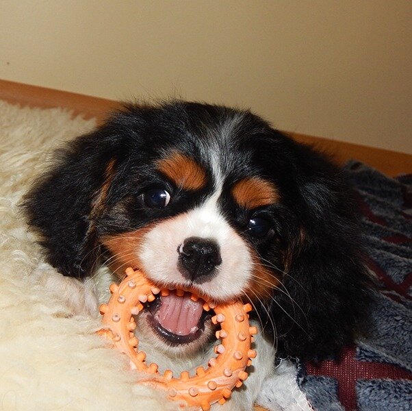 Щенок Кавалер Кинг Чарльз Спаниель триколор