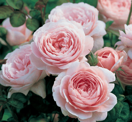 Сорта белых пионовидных роз: описание кустовых и плетистых сортов, использование в ландшафтном дизайне