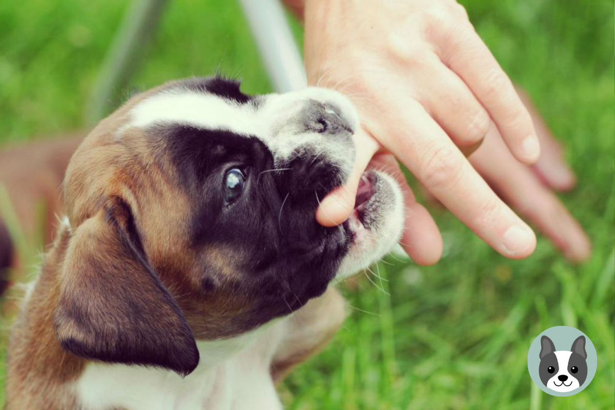 🐶Как отучить щенка кусать руки и ноги хозяина | Собачье дело | Дзен