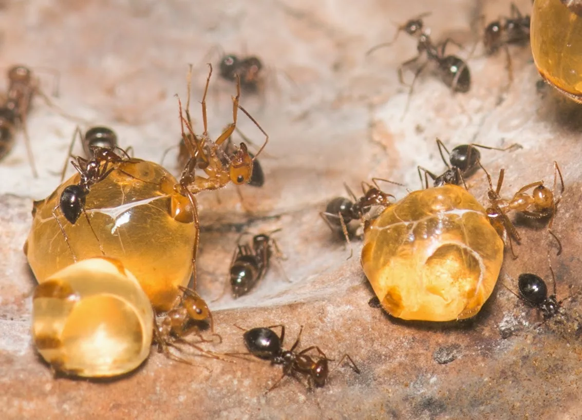 Медовая роса. Муравей медовая бочка. Медоносные муравьи. Медовый муравей Австралия. Степной медовый муравей.