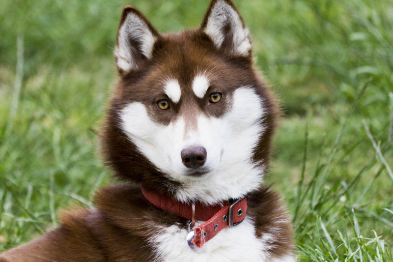 СИБИРСКАЯ ХАСКИ