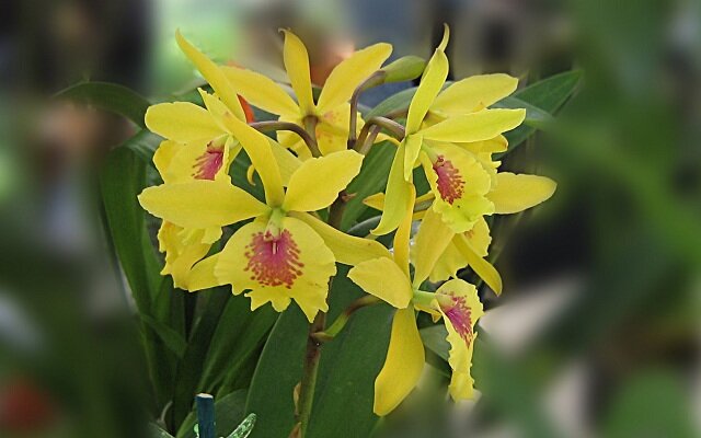 Орхидея желтая 
