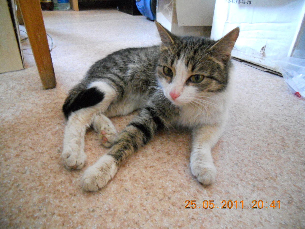 Кошка так и осталась безымянная