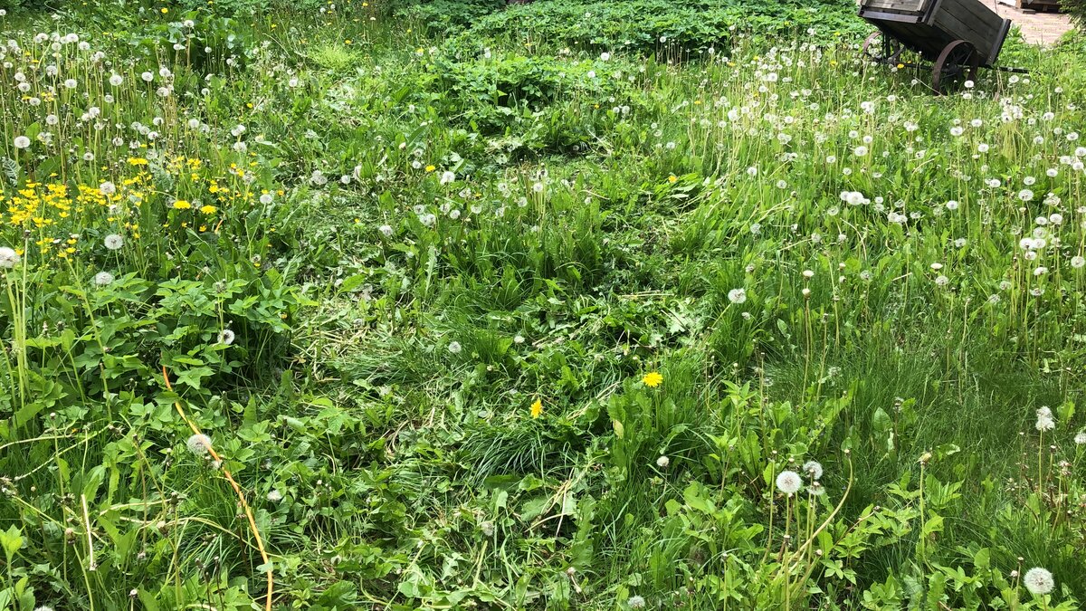 Участок зарос травой