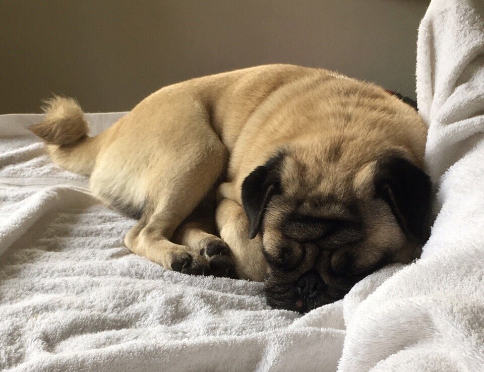 Кексик такой плюшевый