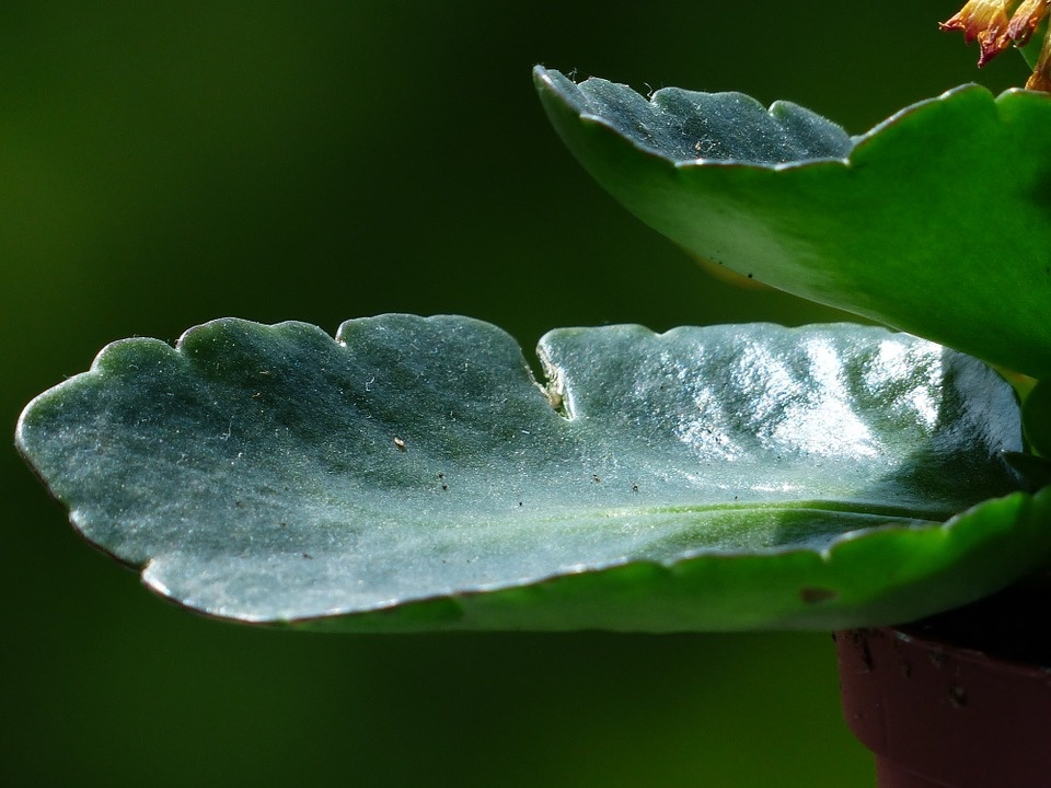 Источник https://pixabay.com/ru/