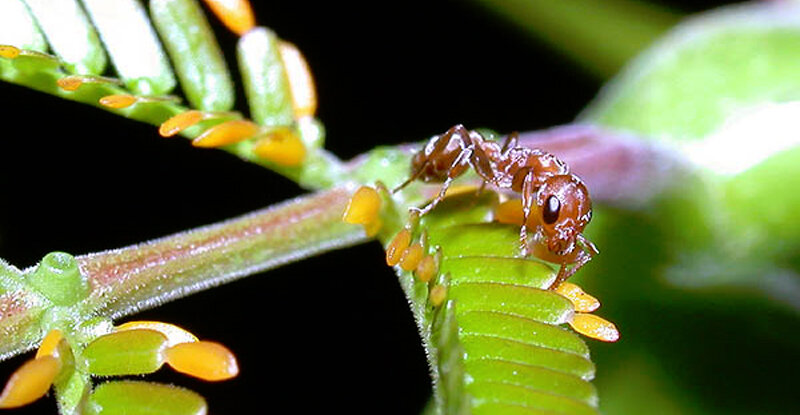 Pseudomyrmex ferruginea - акациевый защитник. Источник http://xn--80aesnur0e.xn--80afhhv6h.su/2016/06/muravyi-pseudomyrmex.html