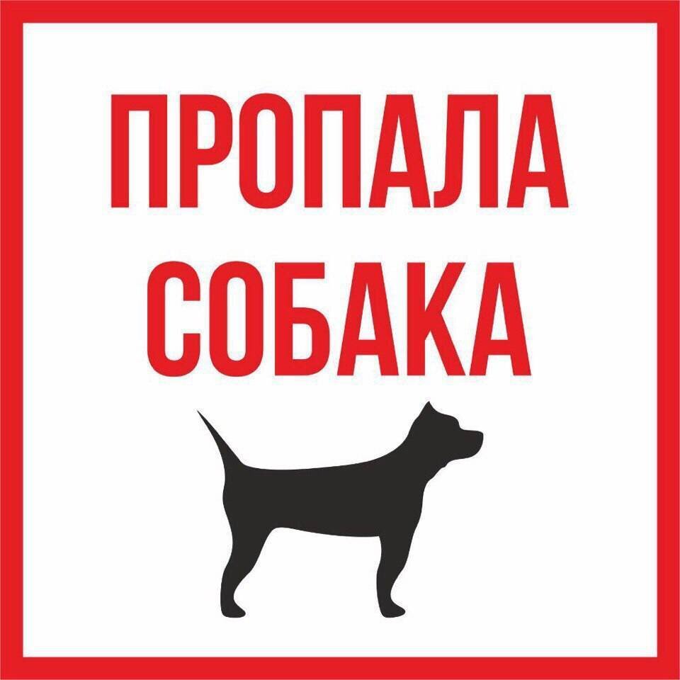 Какое в среднем дают вознаграждение за найденную собаку? | Прокотьев | Дзен