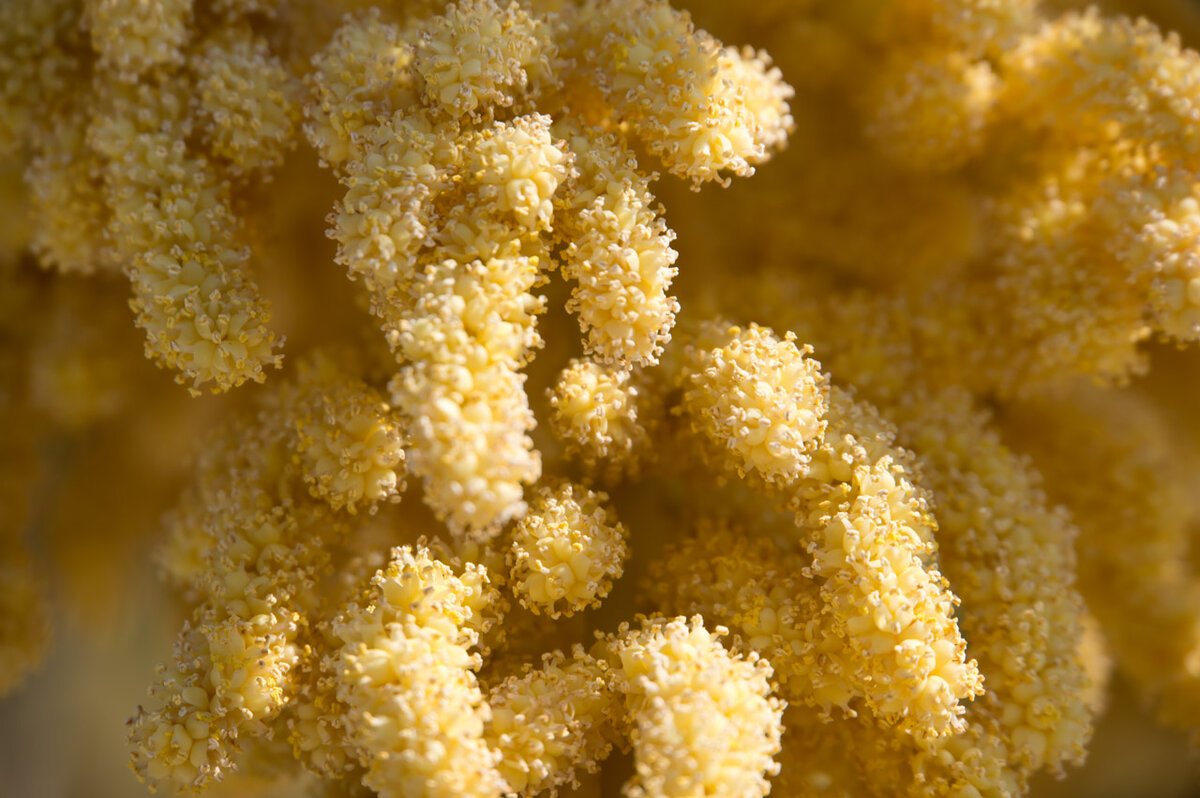 Цветущий финик Screenshot