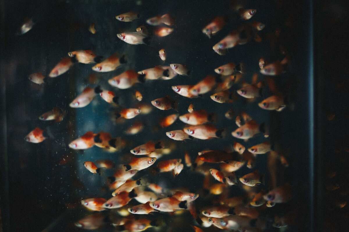 https://unsplash.com/photos/qWKPD4h88Qk