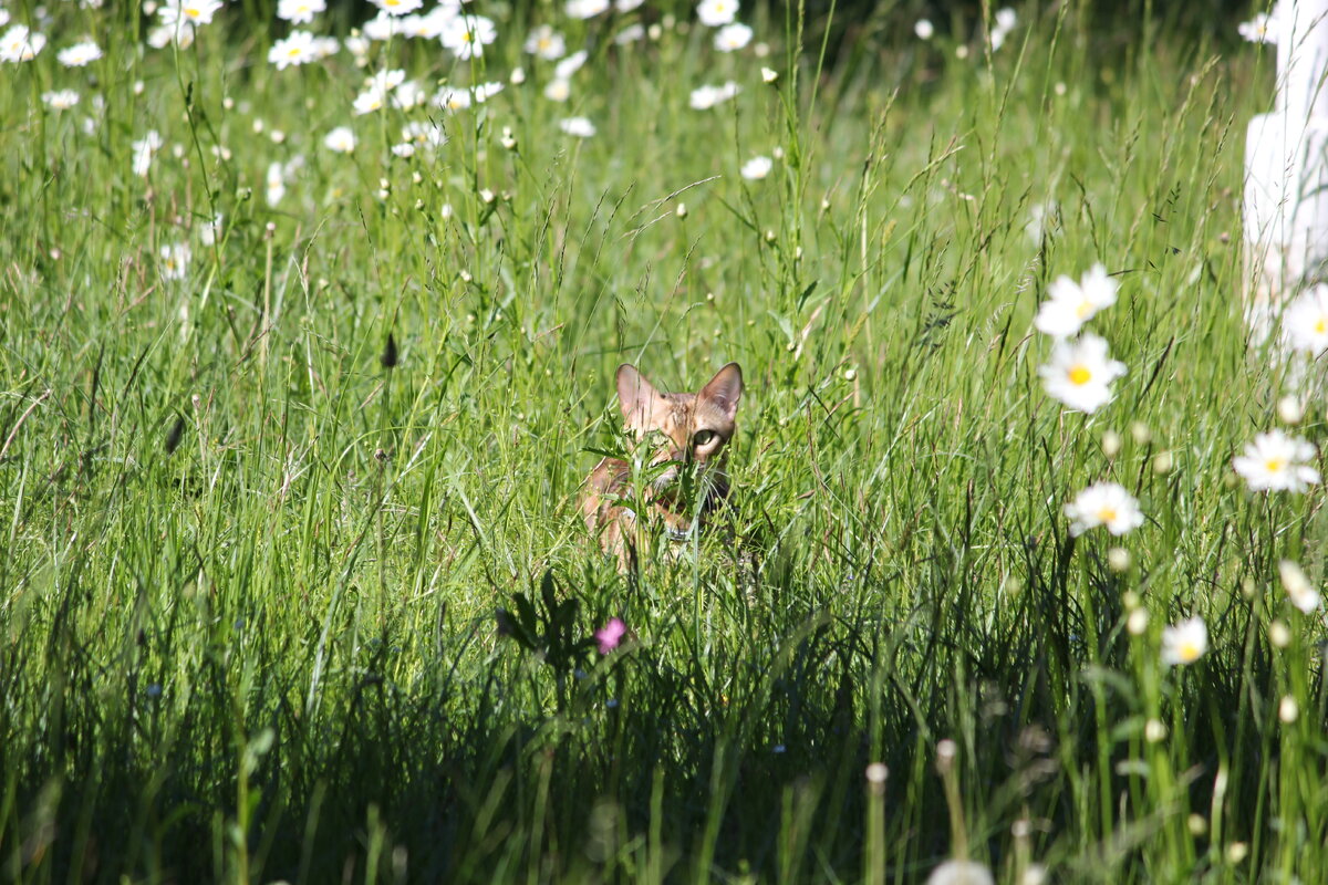 Фото автора @art_earsel | Веня в траве