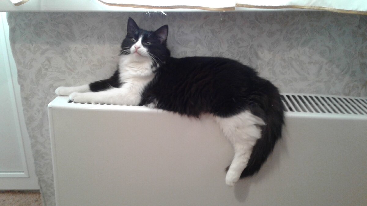 котэ - Василий