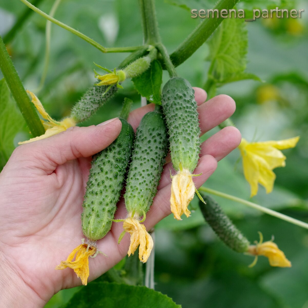 огурцы сорт фурор f1. описание сорта огурцов бинго. огурец партенокарпический для пикулей бинго f1. семена гавриш agroelita огурец монисиа f1 8 шт. семена партнер огурцы бинго.