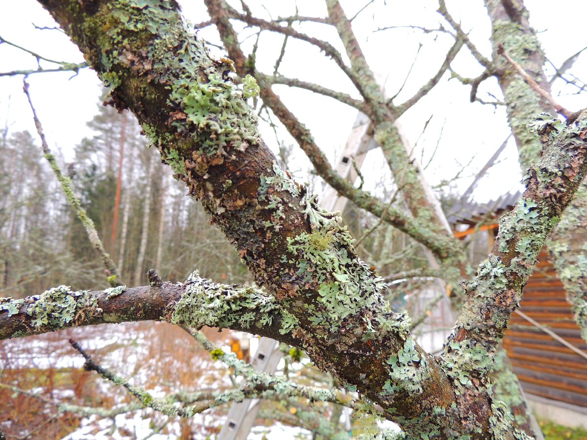 Запущенная форма лишайника.
