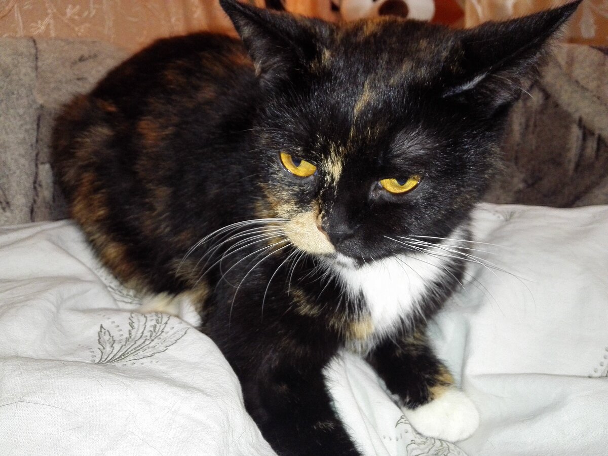 Моя Фроличка