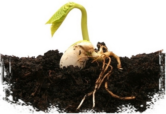 yandex.ru/images (в обработке автора)