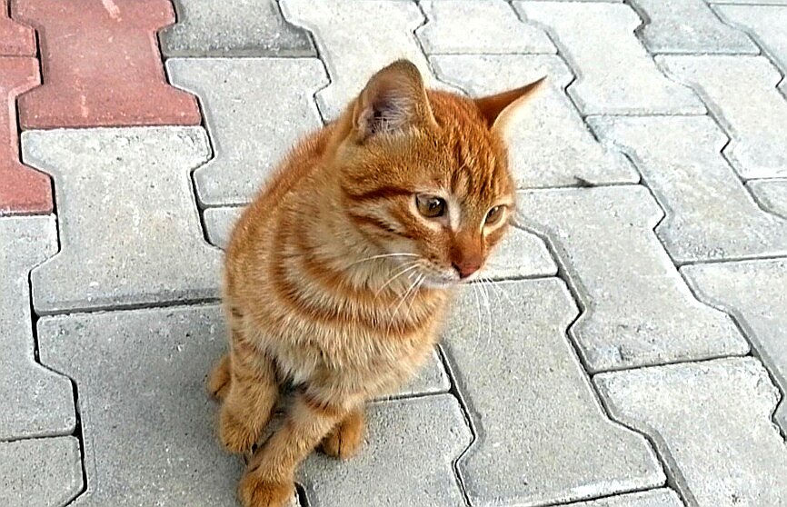 Рыжик