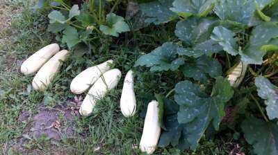 Как правильно выращивать ранние кабачки в открытом грунте, уход и защита от заморозков