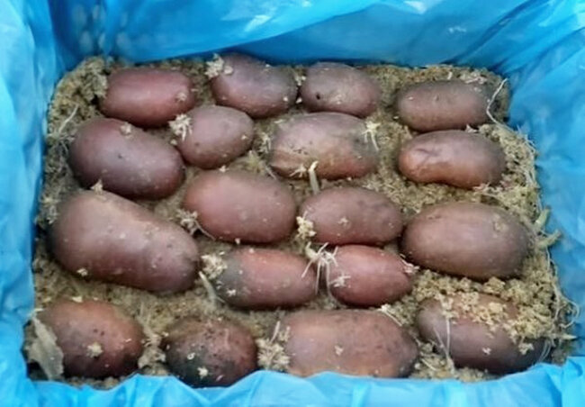 Подготовка картофеля к проращиванию