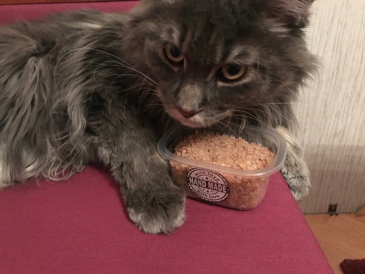 А это мой кот с магической солью, которую я изготавливаю 😃