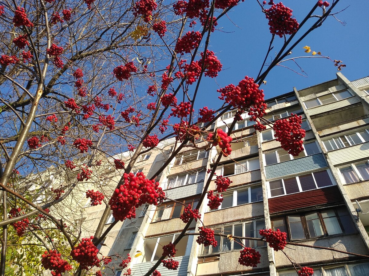 Рябиновые аллеи в Москве.