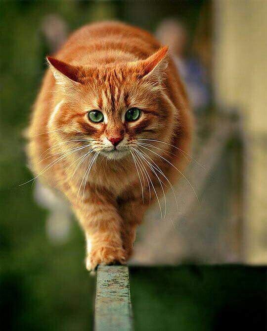 Pinterest.ru