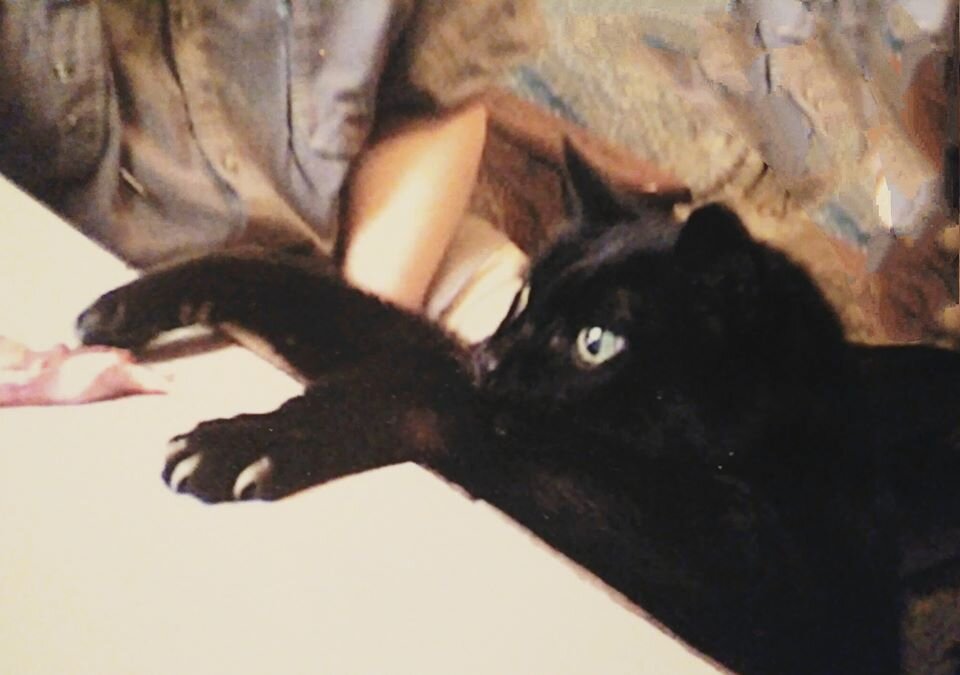 Рассказ про кота Кузю. Шлепа кот Патриарх. История о домашнем животном в чёрном кота Кузя.