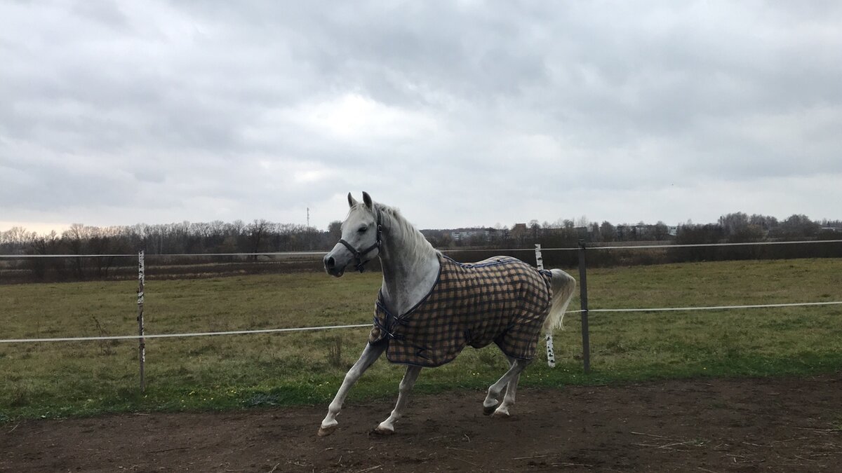 Мартинс с нашей конюшни :)