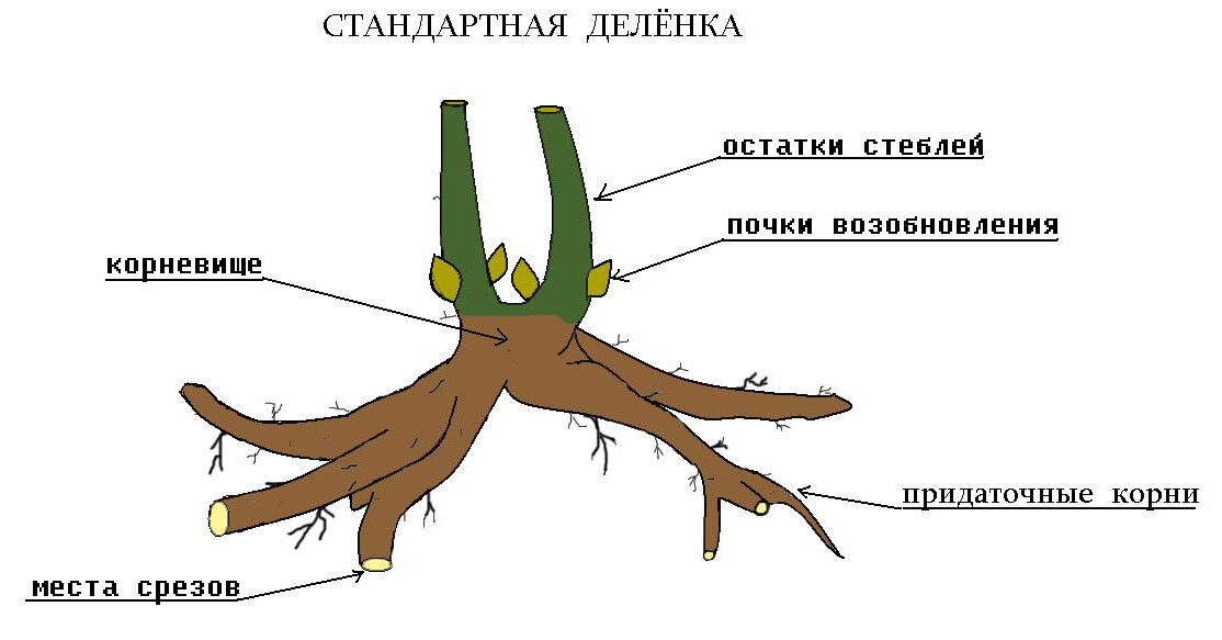 Строение пиона схема