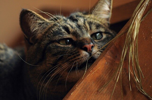 Барсик большую часть своей кошачьей жизни провёл в городской квартире и мышек никогда не видел, разве только игрушечных. Но, когда мы перебрались в частный дом, для котейки открылся другой мир.