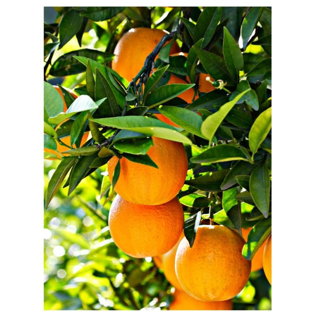 ВОЛШЕБНЫЙ РИТУАЛ #108апельсинов!  Это очень сильный и мощный ритуал для привлечения в свой дом удачи и БлагоПолучия!
⠀
Время в ночь с 24 по 25 января -  особый волшебный период, когда любые чудеса возможны✨
⠀
✨108 - сакральное число, является числом совершенства и успеха.
⠀
🍊Купите 108 апельсинов (если о для вас это очень много, то возьмите 9, 18 или 36), и прямо с порога, не входя в дом, вкатите апельсины так, чтобы они раскатились по всем направлениям и, как можно дальше вглубь дома (квартиры).
⠀
❗ ВАЖНО, нужны именно апельсины, не мандарины☝Апельсины - символ солнечной энергии. До наступления нового года в дом апельсины не вносить (оставьте в машине, в коридоре, у соседей)
⠀
🍊Вкатывать апельсины надо с радостью и со словами: "Да пребудет изобилие и процветание в моем доме!"
⠀
Апельсины должны пролежать в доме от одних суток до трёх. Затем все "золото" собираем и угощаем друзей, гостей, детей, и про себя не забываем 🍊
⠀
Будете делать? Я делаю каждый год🤩 Празднично, красиво и детям весело😄
⠀
Добро пожаловать в наш клуб энтузиастов феншуй и позитивного мышления!
⠀
Если вы ещё не знакомы с феншуй и нет времени учиться и ждать 10 лет, пока наберёте опыт, с удовольствием сделаю для вас Годовой феншуй аудит на 2020 год.
⠀
Здравия и гармонии во всём 🙏