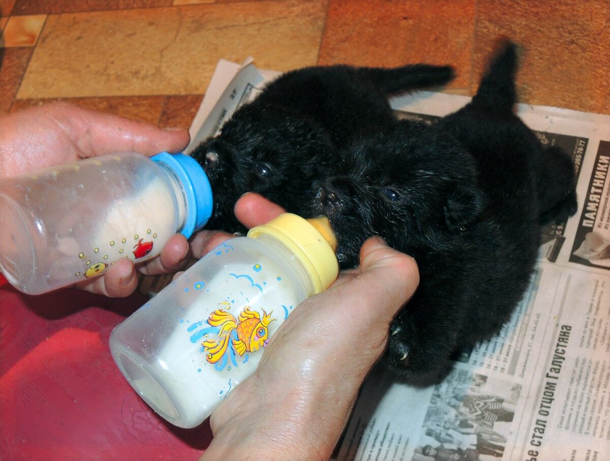 Щенки пьют молоко. Приспособления для искусственного вскармливания щенков. Щенок пьет из бутылочки. Выкармливание новорожденных щенков. Вскармливание щенят из бутылочки.