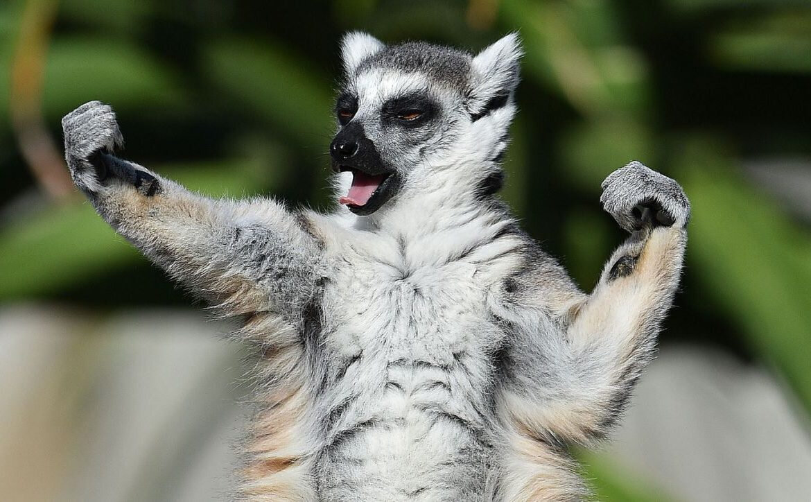 Фото: tulazoo.ru, kakzachem.ru, gismeteo.ru, goodnewsanimal.ru 