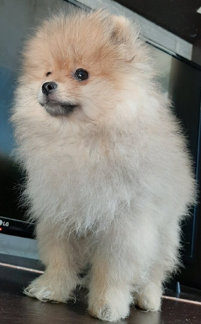 стандарт шпица померанца. шпиц живут. шпиц живут. шпиц живут. жизнь со шпицем.