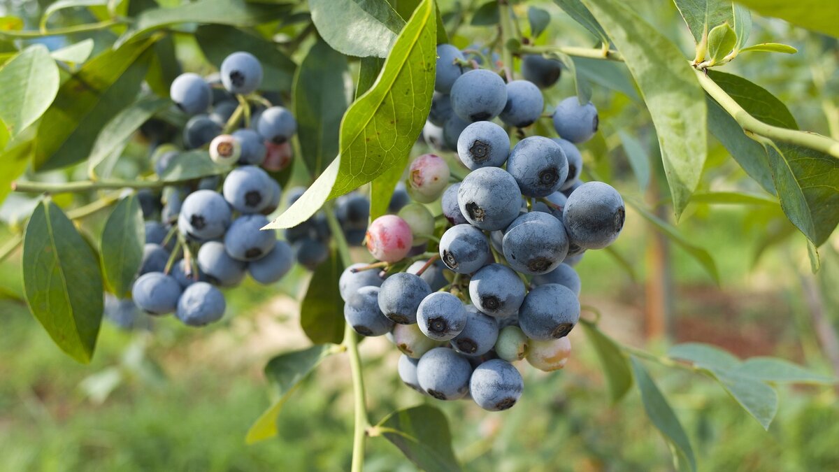 Голубика Блюголд. Голубика Садовая Bluegold. Голубика высокорослая Bluegold. Голубика высокорослая Блюкроп.