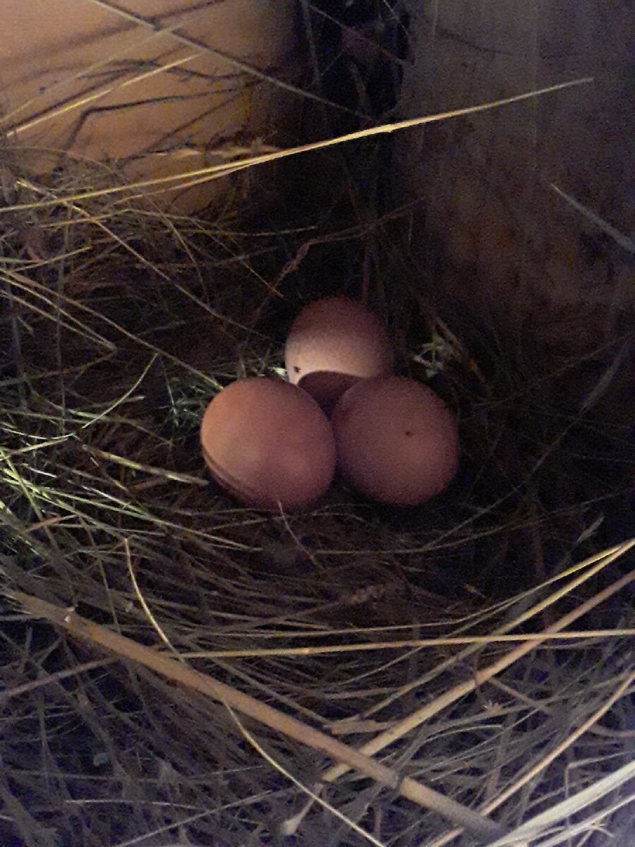 Свежайшие  домашние яйца... Фото автора.