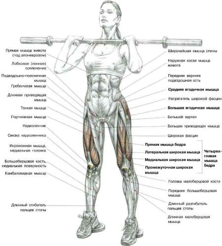 
Упражнение приседания со штангой на груди выполняется в положении стоя. Ноги на ширине плеч. Штангу держать хватом сверху, положив гриф на верхнюю часть грудной клетки и передние части дельтовидных мышц. Спину выгнуть. Живот втянуть:
- сделать глубокий вдох, создав давление внутри грудной клетки, препятствуя наклону туловища вперед, и, согнув бедра до горизонтального положения, вернуться в исходное положение;
- по окончании движения сделать выдох.
