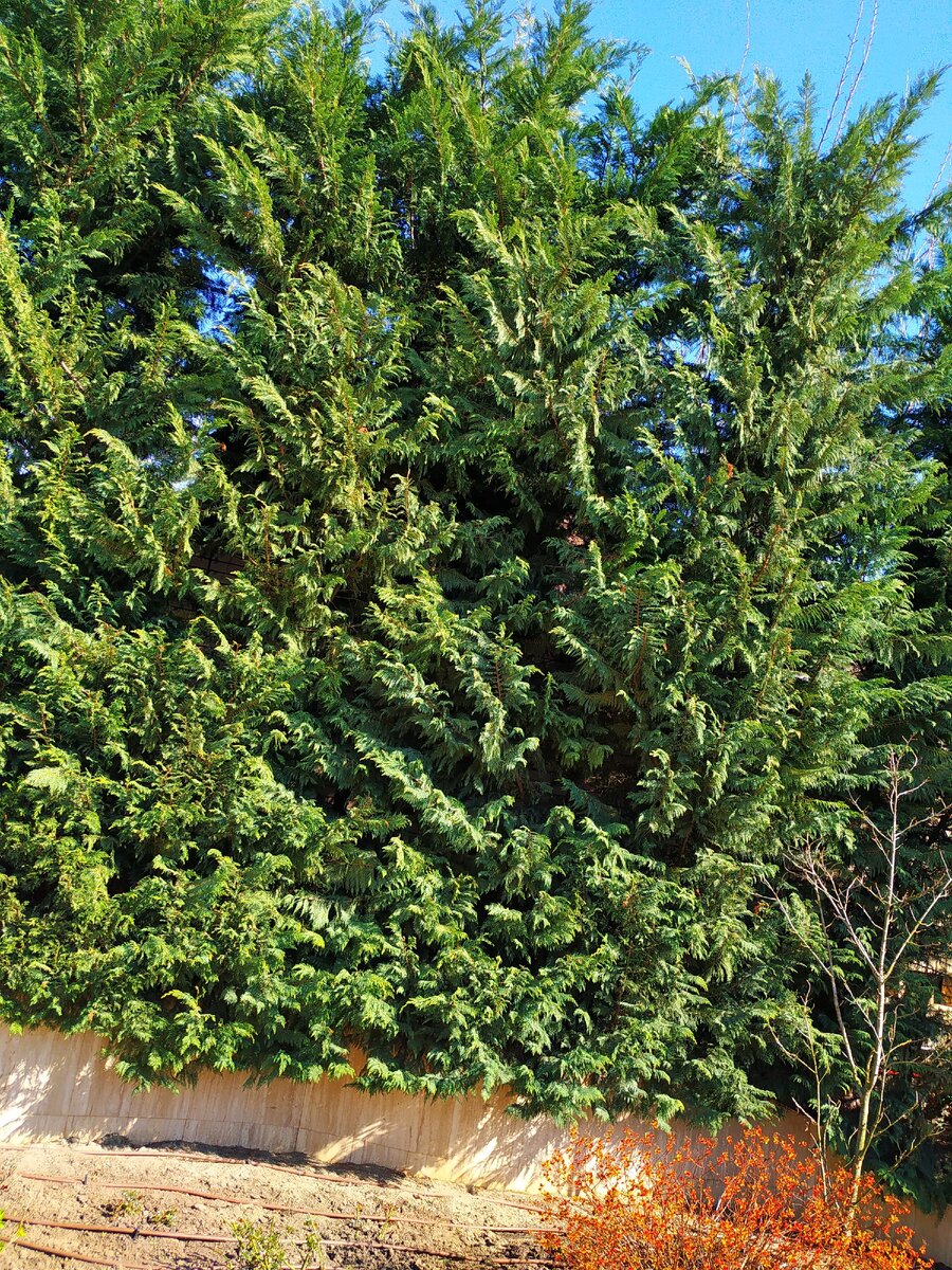 Изгородь из туи Брабант.Высота 6 метров ,ни разу не формировалась.