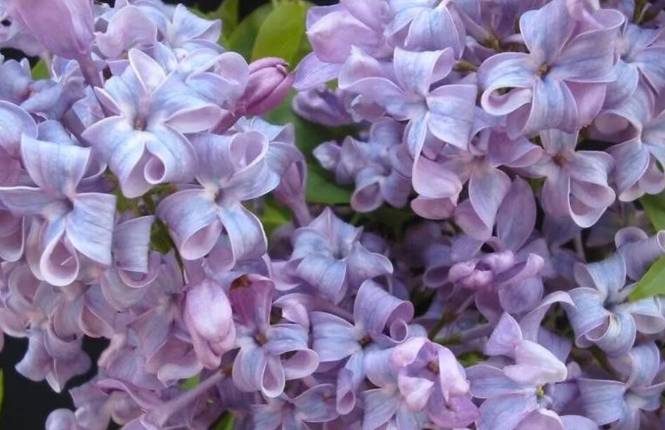 Сирень гиацинтовая сорта Лавендер Леди