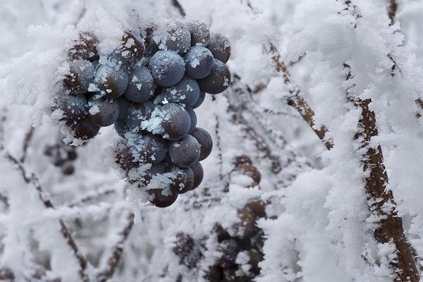 Icewine
