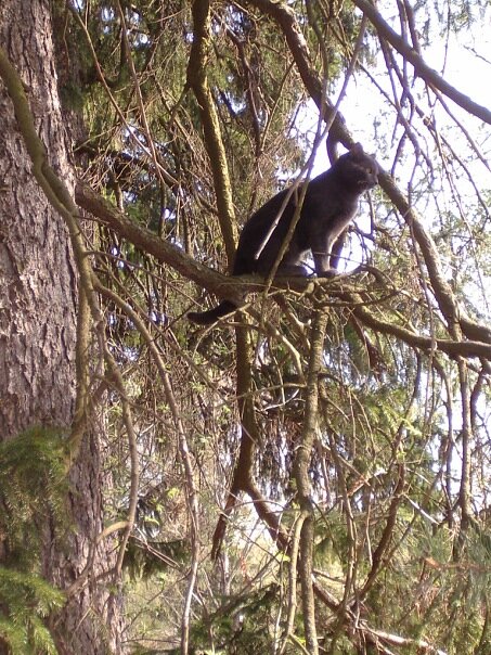 Петрович оглядывает владения.