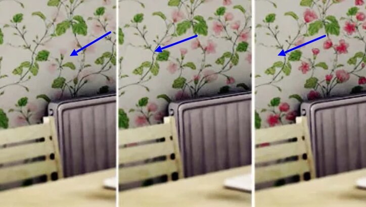 Обратите внимание как меняется цвет на одной участке и проявляются цветы