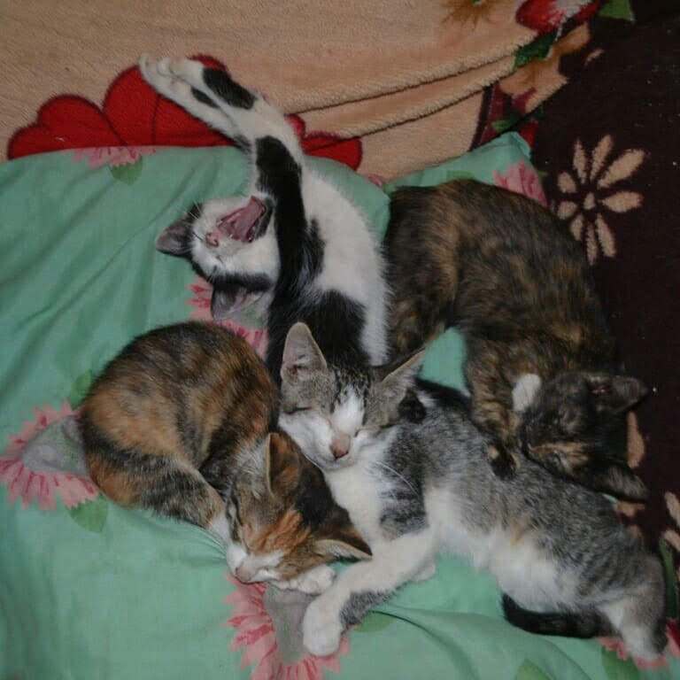 Маленькие котятки 