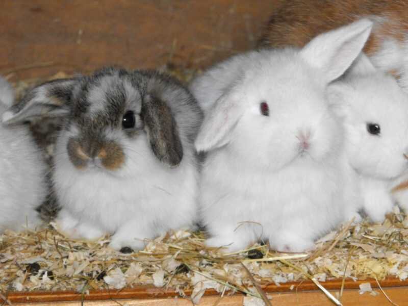 Кролики купить краснодарский. Животноводство кролики. Кролиководство. Кролики в сельском хозяйстве. Кролик домашний.