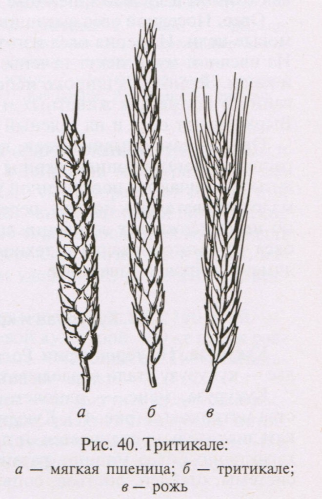 Колос ржи и пшеницы отличия. Тритикале гибрид пшеницы и ржи. Озимая и Яровая тритикале. Пшеница рожь тритикале. Тритикале Цицин.